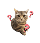 猫のまめたくん（個別スタンプ：13）