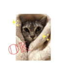 猫のまめたくん（個別スタンプ：14）