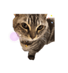 猫のまめたくん（個別スタンプ：15）