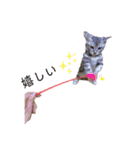 猫のまめたくん（個別スタンプ：16）