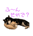 黒柴りき（個別スタンプ：4）