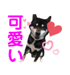 黒柴りき（個別スタンプ：8）
