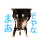 黒柴りき（個別スタンプ：13）