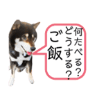黒柴りき（個別スタンプ：17）