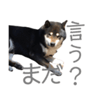 黒柴りき（個別スタンプ：18）