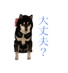 黒柴りき（個別スタンプ：29）