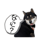 黒柴りき（個別スタンプ：30）