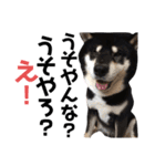 黒柴りき（個別スタンプ：32）
