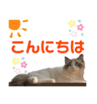 ラグドール フサ夫のスタンプ part3（個別スタンプ：3）