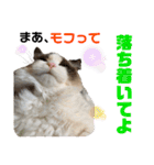 ラグドール フサ夫のスタンプ part3（個別スタンプ：29）