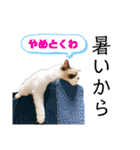 ラグドール フサ夫のスタンプ part3（個別スタンプ：30）
