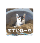 弘前のBook Cafe「けやぐの家」のスタンプ（個別スタンプ：10）