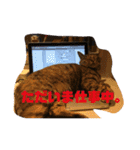 弘前のBook Cafe「けやぐの家」のスタンプ（個別スタンプ：15）