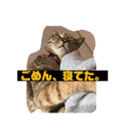 弘前のBook Cafe「けやぐの家」のスタンプ（個別スタンプ：23）