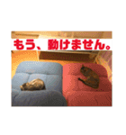 弘前のBook Cafe「けやぐの家」のスタンプ（個別スタンプ：24）