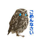 コキンメフクロウのハミィ その2（個別スタンプ：2）