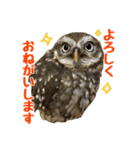コキンメフクロウのハミィ その2（個別スタンプ：3）
