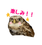 コキンメフクロウのハミィ その2（個別スタンプ：4）