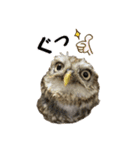 コキンメフクロウのハミィ その2（個別スタンプ：5）