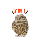 コキンメフクロウのハミィ その2（個別スタンプ：6）