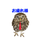 コキンメフクロウのハミィ その2（個別スタンプ：7）