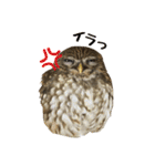 コキンメフクロウのハミィ その2（個別スタンプ：10）