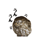 コキンメフクロウのハミィ その2（個別スタンプ：11）