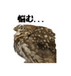 コキンメフクロウのハミィ その2（個別スタンプ：12）