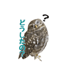 コキンメフクロウのハミィ その2（個別スタンプ：13）
