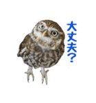 コキンメフクロウのハミィ その2（個別スタンプ：14）