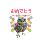 コキンメフクロウのハミィ その2（個別スタンプ：17）