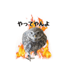 コキンメフクロウのハミィ その2（個別スタンプ：18）