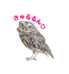 コキンメフクロウのハミィ その2（個別スタンプ：20）