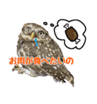 コキンメフクロウのハミィ その2（個別スタンプ：21）