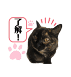 森内家のにゃんこ！④健さんver（個別スタンプ：6）