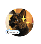 森内家のにゃんこ！④健さんver（個別スタンプ：7）
