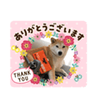 伊藤さん家の柴犬あずきちゃんV er3（個別スタンプ：2）