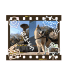伊藤さん家の柴犬あずきちゃんV er3（個別スタンプ：4）