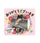 伊藤さん家の柴犬あずきちゃんV er3（個別スタンプ：5）