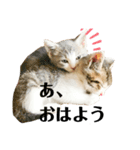 つくねとがんも（個別スタンプ：6）