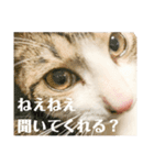 つくねとがんも（個別スタンプ：9）