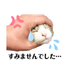 つくねとがんも（個別スタンプ：10）