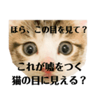 つくねとがんも（個別スタンプ：12）