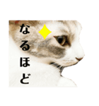 つくねとがんも（個別スタンプ：15）