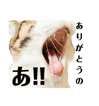 つくねとがんも（個別スタンプ：16）