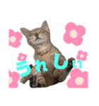 さくにゃん其の参（個別スタンプ：1）