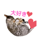 さくにゃん其の参（個別スタンプ：4）