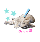 さくにゃん其の参（個別スタンプ：8）