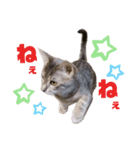 さくにゃん其の参（個別スタンプ：10）