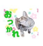 さくにゃん其の参（個別スタンプ：12）